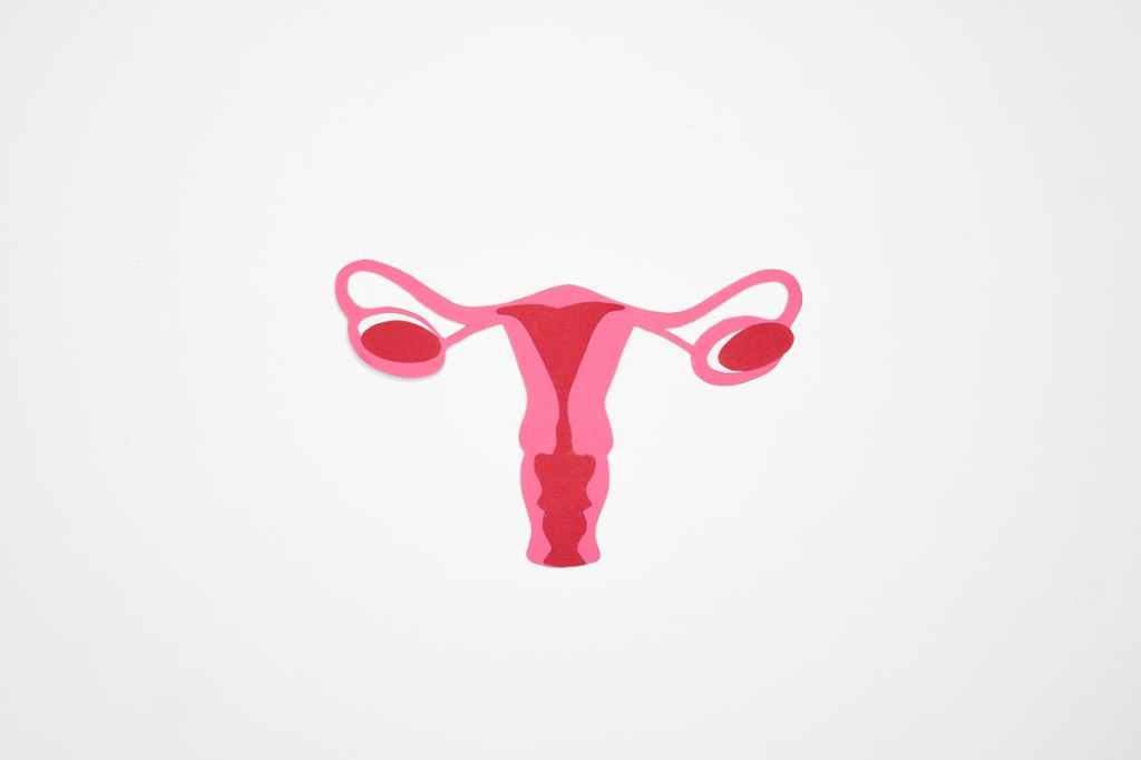 An art drawing of a womans uterus and ovaries